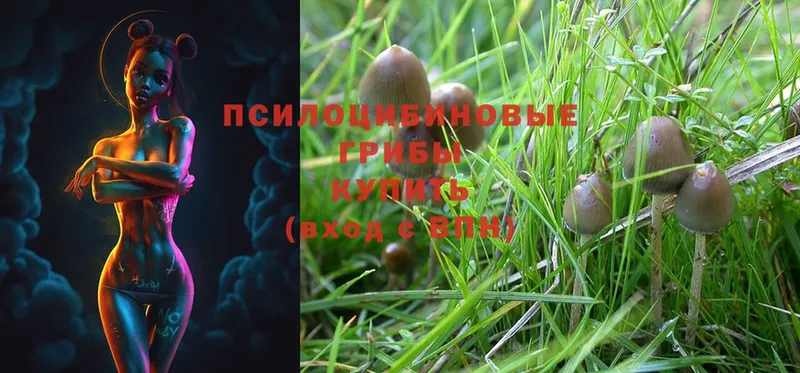 Галлюциногенные грибы Psilocybine cubensis  kraken онион  Красный Сулин 